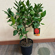 Citrus limon 50-60 cm 4,0L