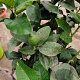 Citrus limon 50-60 cm 4,0L