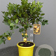 Citrus limetta 'Pursha' 50-60 cm 4,0L