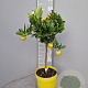 Citrus limetta 'Pursha' 50-60 cm 4,0L