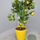 Citrus limetta 'Pursha' 50-60 cm 4,0L