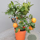 Citrus limonia 'Rangpur' 50-60 cm 4,0L