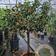Citrus margarita 100-110 cm 20L stam