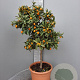 Citrus margarita 100-110 cm 20L stam