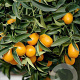 Citrus margarita 100 cm 10L stam oranje