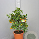 Citrofortunella microcarpa 100 cm 10L stam oranje