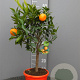 Citrus reticulata 50-60 cm 4,0L