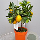 Citrus sinensis 50-60 cm 4,0L