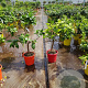Citrus sinensis 50-60 cm 4,0L