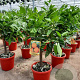 Citrus sinensis 50-60 cm 4,0L