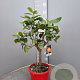 Citrus sinensis 50-60 cm 4,0L