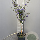 Clerodendrum ugandense 90 cm 5,0L stam