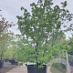 Cornus capitata 'Mountain Moon' 250-300 cm container meerstammig