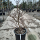 Cornus controversa 'Variegata' 100-125 cm 35L