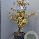 Cornus controversa 'Variegata' 125-150 cm 35L