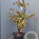 Cornus controversa 'Variegata' 125-150 cm 35L