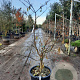 Cornus controversa 'Variegata' 125-150 cm 35L