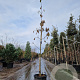 Cornus 'Eddie's White Wonder' 200-250 cm container geveerd
