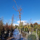 Cotinus 'Grace' 20-25 HO cont. 110L