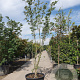 Cornus Stellar Pink 350-400 cm cont. 230L solitair