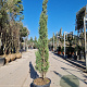 Cupressus semp. 'Pyramidalis' 150-175 cm container 