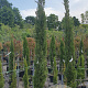 Cupressus semp. 'Pyramidalis' 200-250 cm container meerstammig
