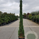 Cupressus semp. 'Pyramidalis' 250-300 cm 45L