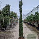 Cupressus semp. 'Pyramidalis' 250-300 cm cont. 65L
