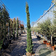 Cupressus semp. 'Pyramidalis' 250-300 cm container meerstammig