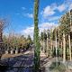 Cupressus semp. 'Pyramidalis' 350-400 cm 50L