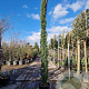 Cupressus semp. 'Pyramidalis' 350-400 cm 50L