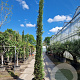 Cupressus semp. 'Pyramidalis' 350-400 cm cont. 70L