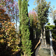 Cupressus semp. 'Pyramidalis' 350-400 cm container