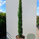 Cupressus semp. 'Pyramidalis' 400-450 cm cont. 70L
