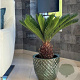 Cycas revoluta 40-50 cm 5,0L