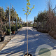 Diospyros kaki 120 cm stam 10L 4-6
