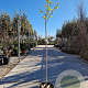 Diospyros kaki 120 cm stam 10L 4-6