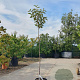 Diospyros kaki 140 cm stam container 40-50 bol