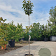 Diospyros kaki 'Vaniglia' 140 cm stam container 40-50 bol