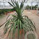 Dracaena draco 100 cm 35L