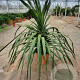 Dracaena draco 100 cm 35L