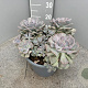 Echeveria lilacina GM 9L