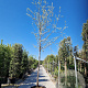 Elaeagnus angustifolia 200 cm stam container 20-25 leiboom