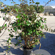 Elaeagnus ebbingei 120-140 cm 30L