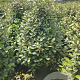 Elaeagnus ebbingei 120-140 cm 30L