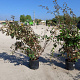 Elaeagnus ebbingei 120-140 cm 30L