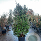 Elaeagnus ebbingei 175-200 cm 50L