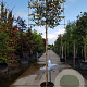 Elaeagnus ebbingei 180 cm stam container 6-8 rek