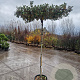 Elaeagnus ebbingei 180 cm stam container 8-10