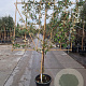 Elaeagnus ebbingei 80 cm stam container 6-8 lei 150x120